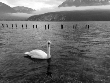 Photography titled "Le cygne et les mou…" by Camille R., Original Artwork, Non Manipulated Photography