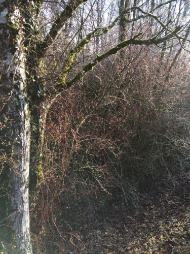 Photographie intitulée "L'arbre argenté" par Camille R., Œuvre d'art originale, Photographie non manipulée
