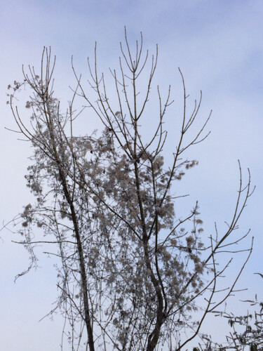 Фотография под названием "Les arbres danseurs" - Camille R., Подлинное произведение искусства, Не манипулируемая фотография