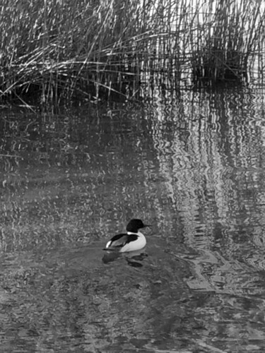 Fotografie getiteld "Oiseau sur l'eau" door Camille R., Origineel Kunstwerk, Niet gemanipuleerde fotografie