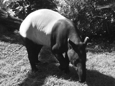 Photography titled "Tapir" by Camille R., Original Artwork, Non Manipulated Photography