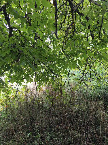 Photographie intitulée "Sous le couvert du…" par Camille R., Œuvre d'art originale, Photographie non manipulée