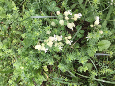 Fotografia zatytułowany „Silènes” autorstwa Camille R., Oryginalna praca, Fotografia nie manipulowana