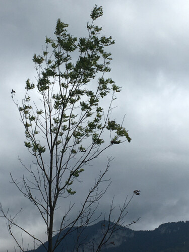 Photographie intitulée "Un frêle petit arbre" par Camille R., Œuvre d'art originale, Photographie non manipulée