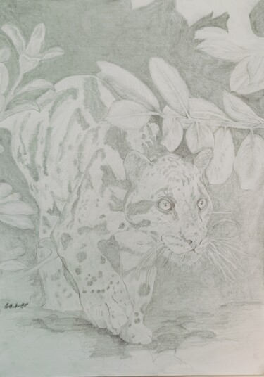 Drawing titled "Jaguar" by Caner Ünlü, Original Artwork, Pencil