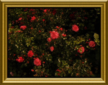 Фотография под названием "Parfum de rose" - Carl Legault, Подлинное произведение искусства, Цифровая фотография Установлен н…