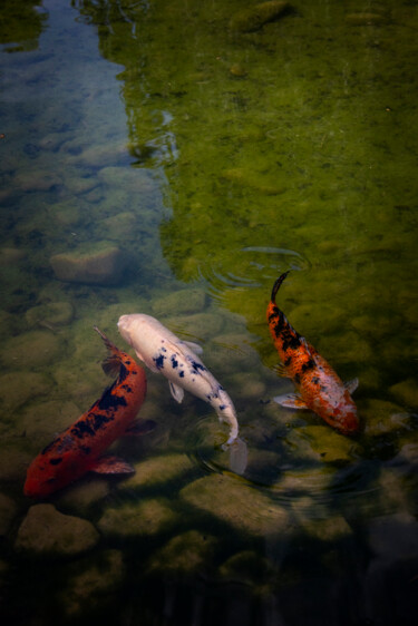 Photography titled "Balade sur le lac e…" by Carmen Lazarescu, Original Artwork, Digital Photography