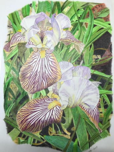 Tekening getiteld "Irises #artistsuppo…" door Carole Mcalpine, Origineel Kunstwerk, Potlood Gemonteerd op Andere stijve pane…