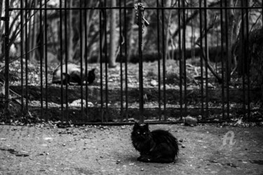 "Entre chats et gril…" başlıklı Fotoğraf Cassandre Murail tarafından, Orijinal sanat, Dijital Fotoğrafçılık