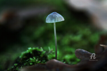 Photographie intitulée "Le champignon éclai…" par Cassandre Murail, Œuvre d'art originale, Photographie numérique