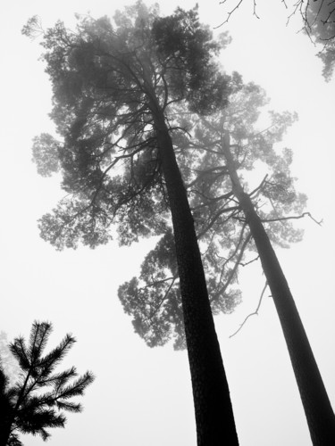 Фотография под названием "Arbres dans la brum…" - Catherine Boutin, Подлинное произведение искусства, Цифровая фотография