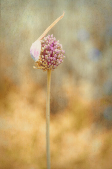 Fotografie getiteld "Wild Garlic" door Catherine Lefrancq, Origineel Kunstwerk, Film fotografie Gemonteerd op Aluminium