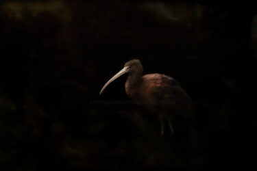 摄影 标题为“Ibis” 由Catherine Lefrancq, 原创艺术品, 电影摄影 安装在铝上