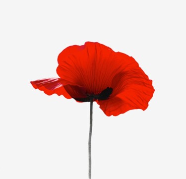 Photographie intitulée "Coquelicot" par Catherine Péré, Œuvre d'art originale, Photographie numérique