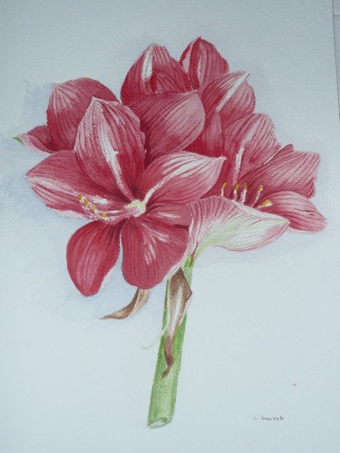 Peinture intitulée "AMARYLLIS" par Cathou-Bazec, Œuvre d'art originale, Aquarelle