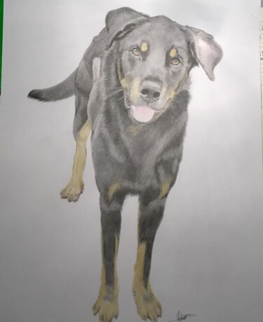 Desenho intitulada "Beauceron" por Cécile Lefebvre (Cey's Art), Obras de arte originais, Lápis