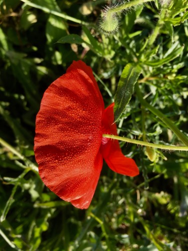 Photographie intitulée "COCQUELICOT" par Cecilia Teodoru, Œuvre d'art originale