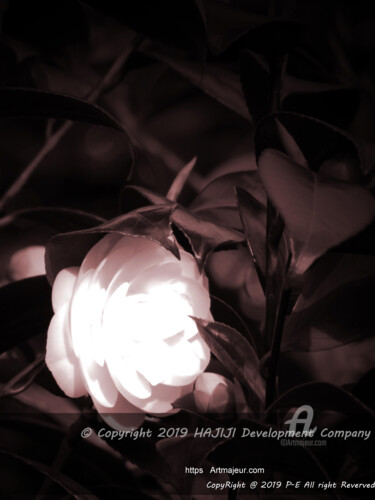 Photography titled "Jolie camellia rose…" by Cédric Hajiji, Original Artwork, Digital Photography