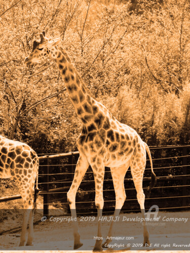 Fotografía titulada "Une agile girafe et…" por Cédric Hajiji, Obra de arte original, Fotografía manipulada