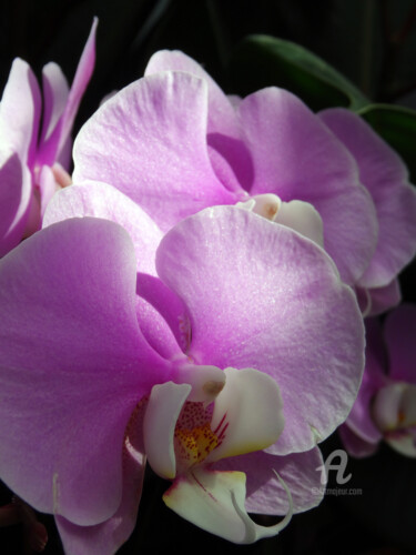 Photographie intitulée "Orchids selective f…" par Cédric Hajiji, Œuvre d'art originale, Photographie numérique