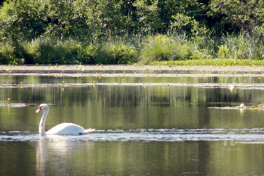 Fotografia zatytułowany „Nice adult swan in…” autorstwa Cédric Hajiji, Oryginalna praca, Fotografia cyfrowa