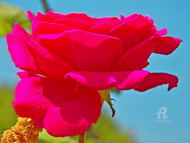 Φωτογραφία με τίτλο "HDR large open red…" από Cédric Hajiji, Αυθεντικά έργα τέχνης, Ψηφιακή φωτογραφία