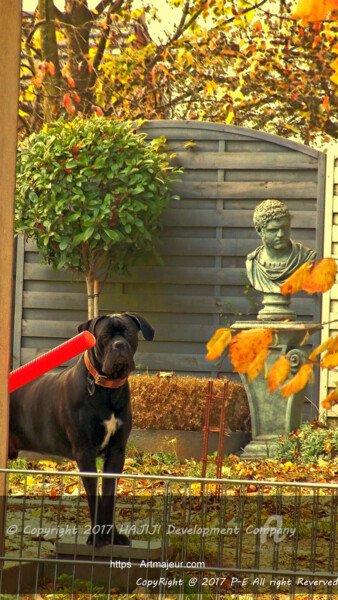 Photography titled "Colored Cane Corso" by Cédric Hajiji, Original Artwork, Manipulated Photography