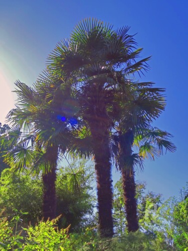 Фотография под названием "Three tall palm tre…" - Cédric Hajiji, Подлинное произведение искусства, Цифровая фотография