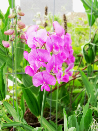 Fotografie mit dem Titel "Sweet peas for vege…" von Cédric Hajiji, Original-Kunstwerk, Digitale Fotografie