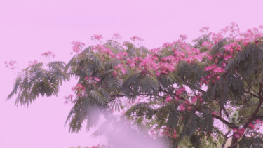 Fotografia intitolato "Pink filter on bloo…" da Cédric Hajiji, Opera d'arte originale, Fotografia digitale