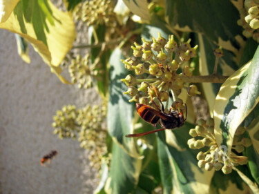 Fotografie getiteld "Wasp and bee advanc…" door Cédric Hajiji, Origineel Kunstwerk, Digitale fotografie