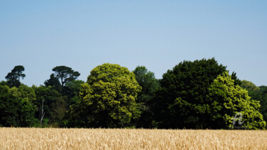 Fotografia intitolato "Ephemeral wheat fie…" da Cédric Hajiji, Opera d'arte originale, Fotografia digitale