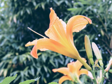 Фотография под названием "Hemerocallis flower…" - Cédric Hajiji, Подлинное произведение искусства, Цифровая фотография