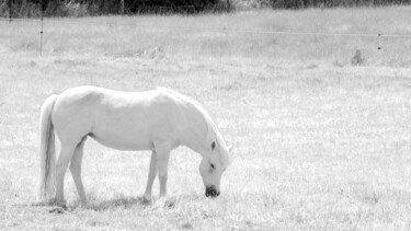 Фотография под названием "One horse in INFRA…" - Cédric Hajiji, Подлинное произведение искусства, Цифровая фотография