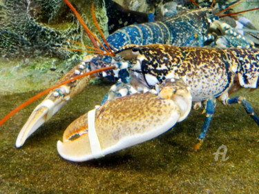 Photographie intitulée "A large lobster and…" par Cédric Hajiji, Œuvre d'art originale, Photographie numérique