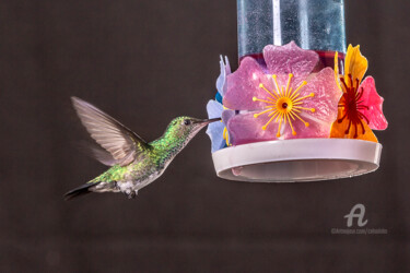 Fotografía titulada "Hummingbird" por Celso Lobo, Obra de arte original, Fotografía digital