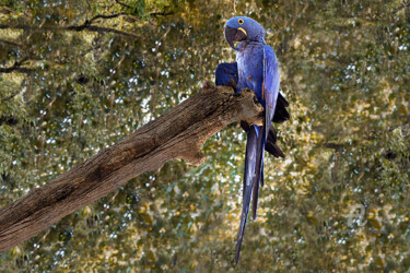Φωτογραφία με τίτλο "Macaw-blue" από Celso Lobo, Αυθεντικά έργα τέχνης, Ψηφιακή φωτογραφία