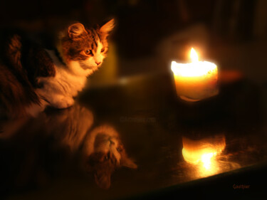 Photographie intitulée "Double vie de chatte" par Chantal Gauthier, Œuvre d'art originale