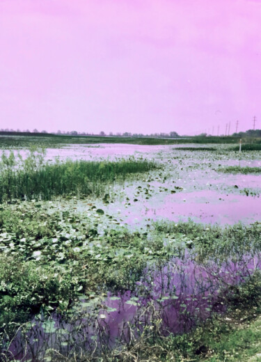 Photography titled "Lilac Marsh" by Charlotte Daigle, Original Artwork, Digital Photography