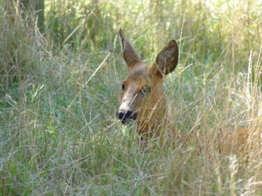 Photographie intitulée "biche" par Charlotte Poncin, Œuvre d'art originale, Photographie numérique