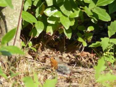 Fotografia zatytułowany „rouge gorge 2” autorstwa Charlotte Poncin, Oryginalna praca, Fotografia cyfrowa