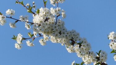 Photography titled "fleurs de cerisier" by Charlotte Poncin, Original Artwork, Digital Photography