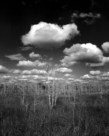 Photographie intitulée "Everglades" par Chendo Pérez, Œuvre d'art originale, Photographie argentique Monté sur Autre panneau…