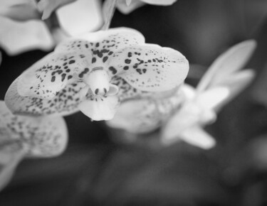 Fotografia intitulada "Orchid 1" por Chendo Pérez, Obras de arte originais, Fotografia de filme Montado em Outro painel rígi…