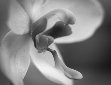 Fotografia intitulada "Orchid 2" por Chendo Pérez, Obras de arte originais, Fotografia de filme Montado em Outro painel rígi…