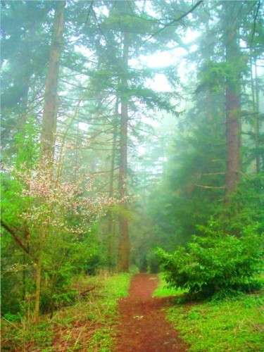 Photography titled "foggy forest photo" by Chris Lee, Original Artwork