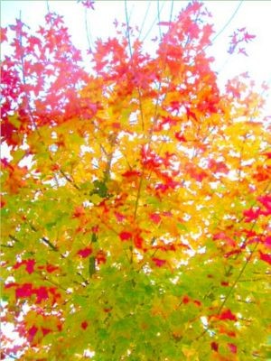Photography titled "treetops fall color" by Chris Lee, Original Artwork
