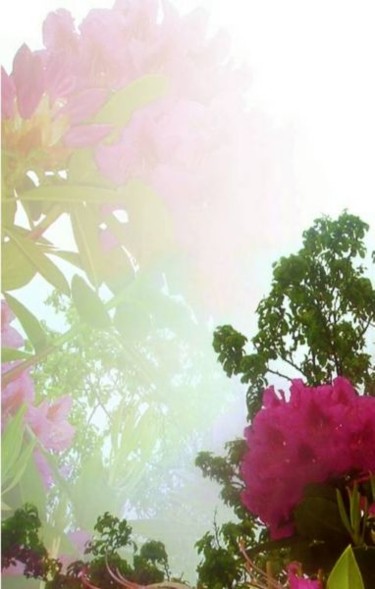 Photography titled "flowers in fog" by Chris Lee, Original Artwork
