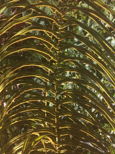 Photographie intitulée "Golden leaf" par Christine Stalder, Œuvre d'art originale