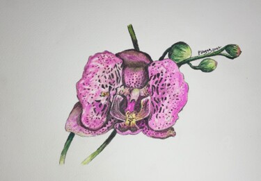 Rysunek zatytułowany „Orchidée” autorstwa Christelle Hayez, Oryginalna praca, Akwarela